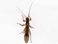 Nemoura cinerea